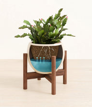 Load image into Gallery viewer, Shiny EggWhite stand:walnut