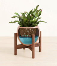 Load image into Gallery viewer, Calm Rose stand:walnut