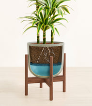 Load image into Gallery viewer, Sage Green stand:walnut