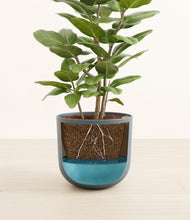 Load image into Gallery viewer, -