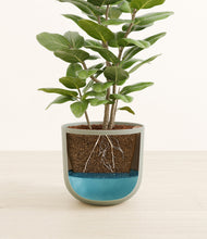 Load image into Gallery viewer, -