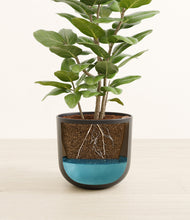 Load image into Gallery viewer, -