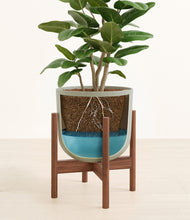 Load image into Gallery viewer, Sage Green stand:walnut