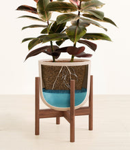 Load image into Gallery viewer, Sandy Pink stand:walnut