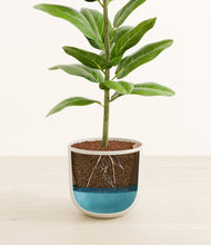 Load image into Gallery viewer, Natural Bamboo