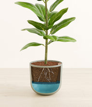 Load image into Gallery viewer, Sage Green