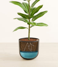 Load image into Gallery viewer, Stone Black