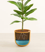 Load image into Gallery viewer, Sunset Orange