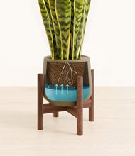 Load image into Gallery viewer, Olive stand:walnut