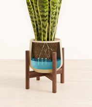 Load image into Gallery viewer, Almond Green stand:walnut