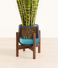 Load image into Gallery viewer, Deep Navy stand:walnut