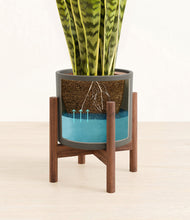 Load image into Gallery viewer, Dark Olive stand:walnut