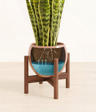 Load image into Gallery viewer, Calm Rose stand:walnut