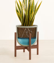 Load image into Gallery viewer, Sage Green stand:walnut