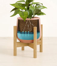 Load image into Gallery viewer, -