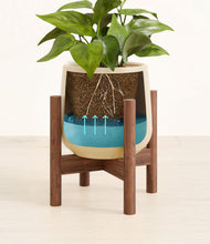 Load image into Gallery viewer, -