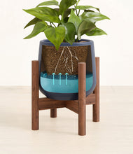 Load image into Gallery viewer, -