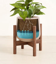 Load image into Gallery viewer, -