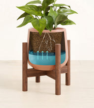 Load image into Gallery viewer, -