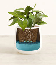 Load image into Gallery viewer, -