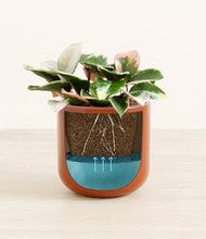 Load image into Gallery viewer, -