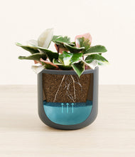 Load image into Gallery viewer, -