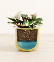 Load image into Gallery viewer, -