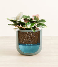 Load image into Gallery viewer, -