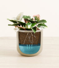 Load image into Gallery viewer, -