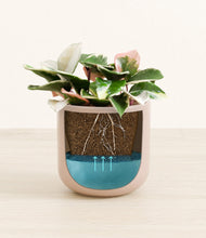 Load image into Gallery viewer, -