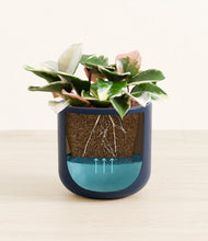 Load image into Gallery viewer, -