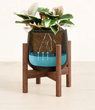 Load image into Gallery viewer, -