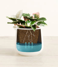 Load image into Gallery viewer, -