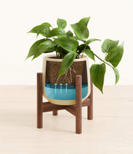 Load image into Gallery viewer, Almond Green stand:walnut