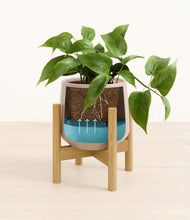 Load image into Gallery viewer, Eternal Gray stand:bamboo