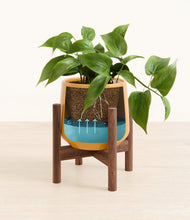 Load image into Gallery viewer, Mustard stand:walnut