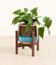Load image into Gallery viewer, Calm Rose stand:walnut