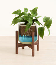 Load image into Gallery viewer, Turquoise stand:walnut