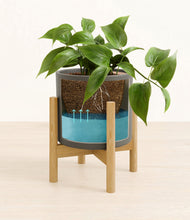 Load image into Gallery viewer, Dark Olive stand:bamboo