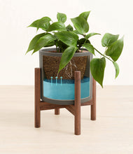 Load image into Gallery viewer, Dark Olive stand:walnut