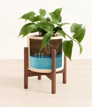 Load image into Gallery viewer, Cream stand:walnut