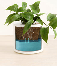 Load image into Gallery viewer, White