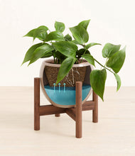 Load image into Gallery viewer, Desert Brown stand:walnut