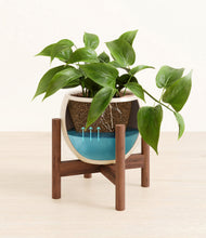 Load image into Gallery viewer, Shiny EggWhite stand:walnut