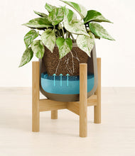 Load image into Gallery viewer, -