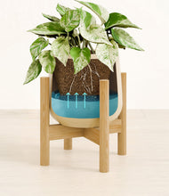 Load image into Gallery viewer, -