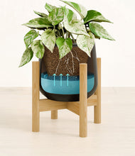 Load image into Gallery viewer, -