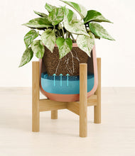 Load image into Gallery viewer, -