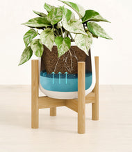 Load image into Gallery viewer, -