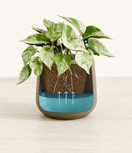 Load image into Gallery viewer, -